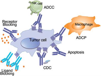 New Strategies Using Antibody Combinations to Increase Cancer Treatment Effectiveness